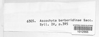 Ascochyta berberidina image